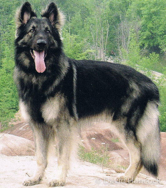 Alsatian shepherd 2024